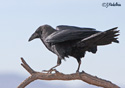 Corvus cryptoleucus